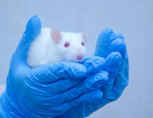 White laboratory rat in the hands of a researcher in a lab (against a gray background), in blue tones