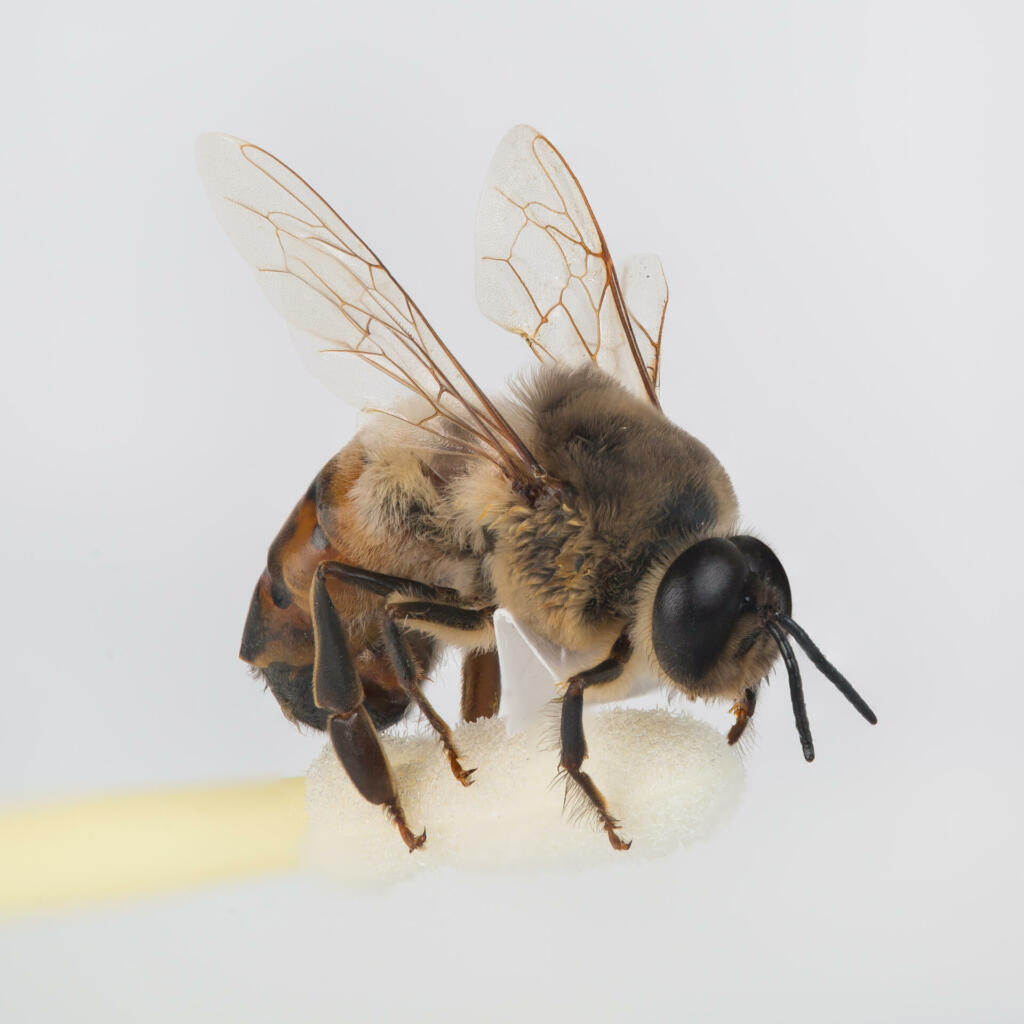 čebelji samec