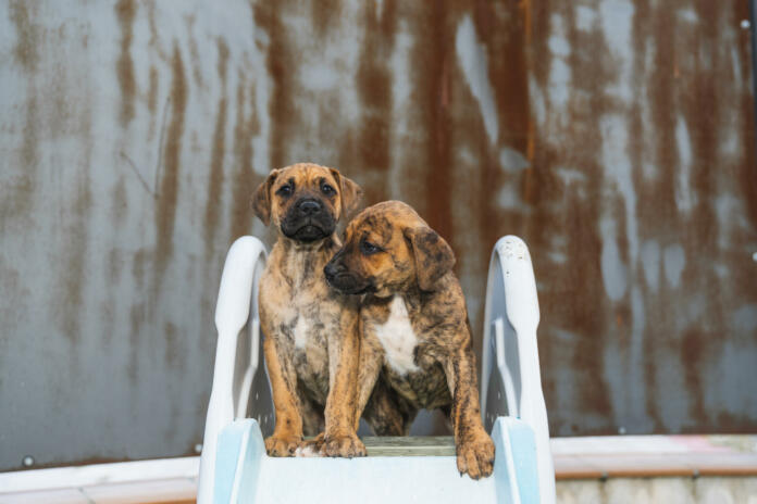 A closeup of the Presa Canario. Cute puppies.