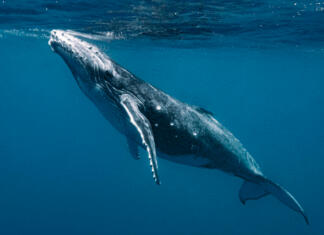 Nova raziskava o kitih navdušila znanstvenike A closeup shot of a humpback whale under the sea
