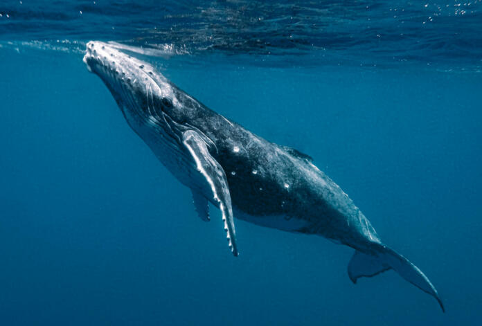 A closeup shot of a humpback whale under the sea