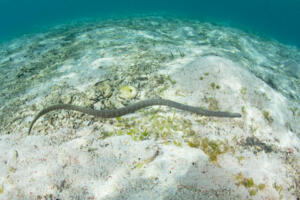 A Marine file snake, Acrochordus granulatus, hunts for small fish in a seagrass meadow in Komodo National Park, Indonesia. This reptile is completely aquatic and rarely found on land.