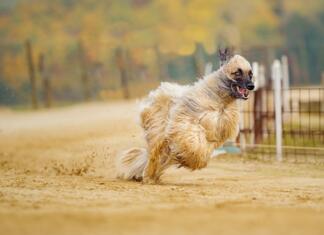 10 najdražjih pasem psov; jih poznaš? Najdražji psi na svetu