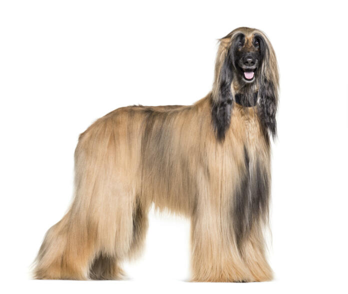 Afghan hound standing against white background
