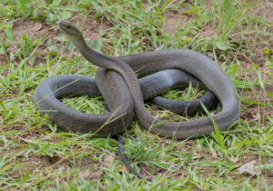 Africa's highly venomous and deadly black mamba in the wild, on a warm summer's day in KwaZulu-Natal, South Africa