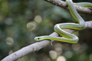 An african boomslang (tree snake; Dispholidus typus) on a tree.