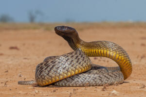 Australian Highly venomous Inland Taipan