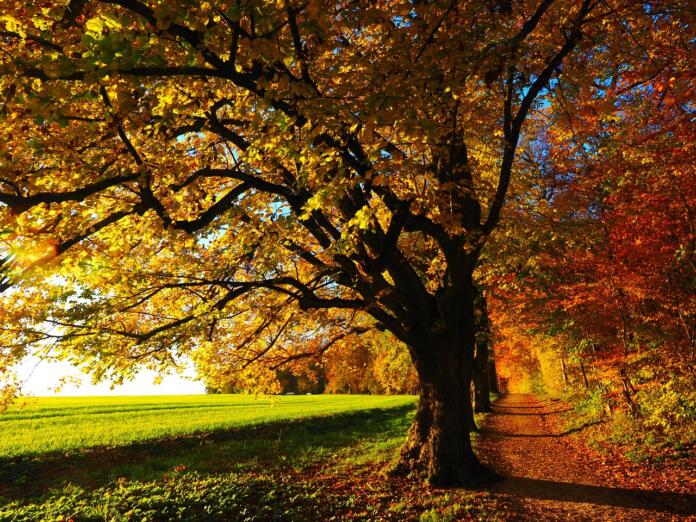 autumn, leaves, trees