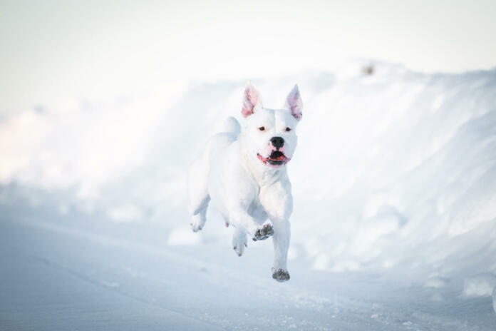 beautiful Dogo Argentino dog in the snow. happy winter concept