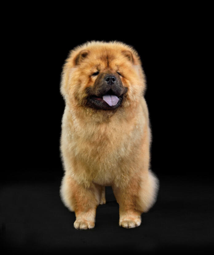 Brown chow-chow dog standing on black background