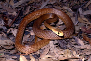 Coastal Taipan resting in leaf litter