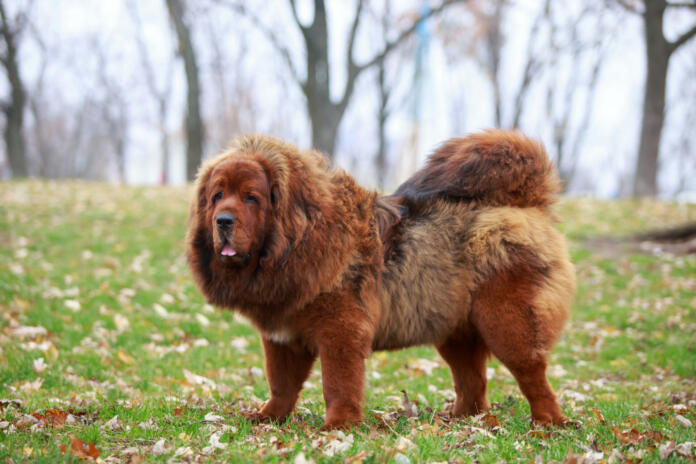 Dog breed Tibetan Mastiff on the grass