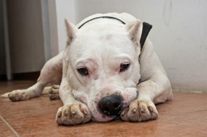 Dog of the Breed Dogo Argentino made with a sad look