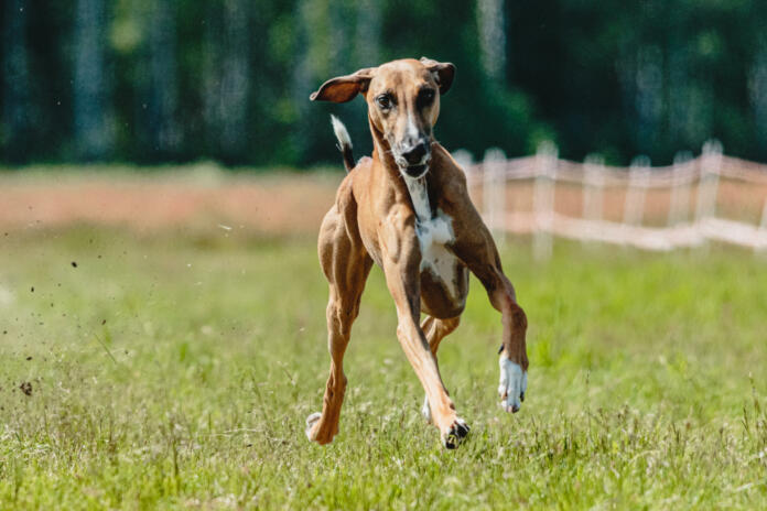 Dog running in green field and chasing lure at full speed on coursing competition straight into camera