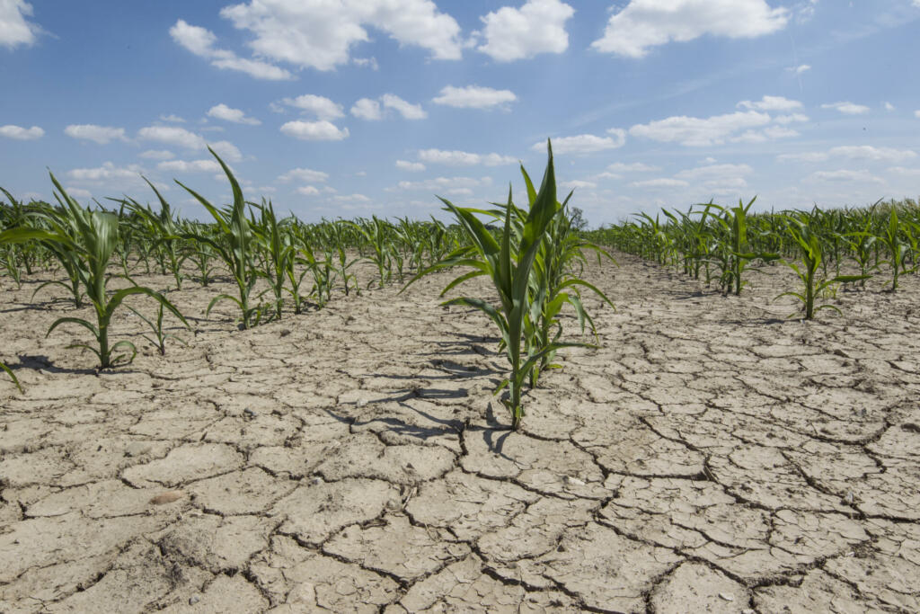 dry corn field with young corn plants