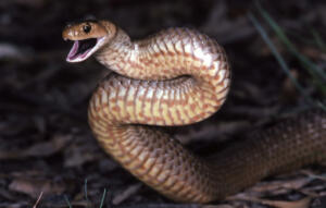 Eastern Brown Snake striking