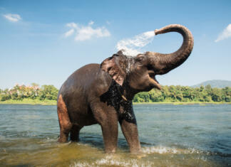 Azijski sloni pokazali izjemne sposobnosti in inteligenco Elephant washing on southern banks of the periyar river at Kodanad training center