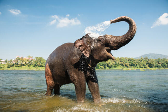 Elephant washing on southern banks of the periyar river at Kodanad training center