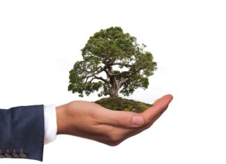 Enostavne okolju prijazne prakse: majhni koraki, velik vpliv environment, tree, nature