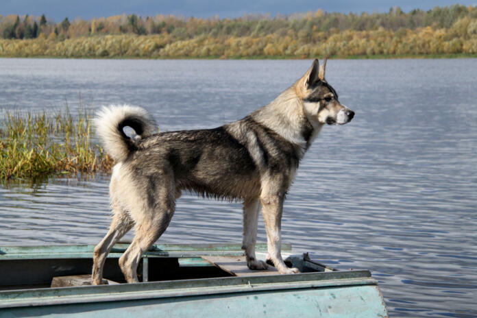 Eskimo dog