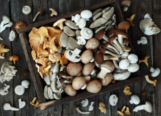 Zaščitene gobe v Sloveniji: Kazni za gobe bodo šle navzgor Zaščitene gobe v Sloveniji