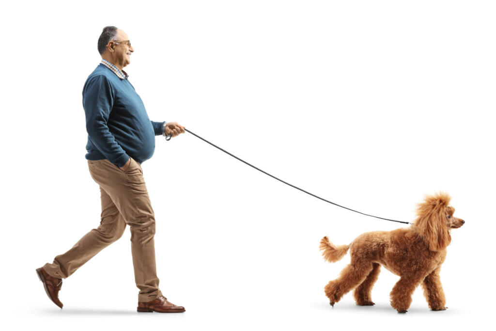 Full length profile shot of a mature man walking a red poodle dog isolated on white background