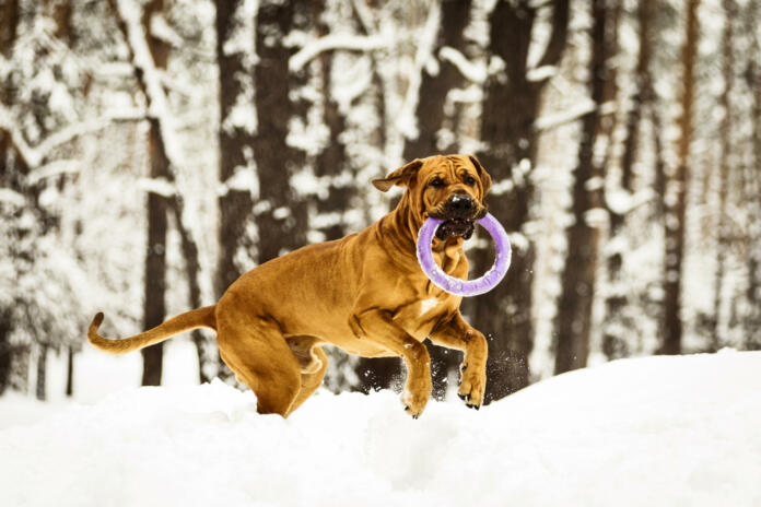 Funny face wrinkly Fila Brasileiro Dog (Brazilian Mastiff) playing with puller in snow, winter scene
