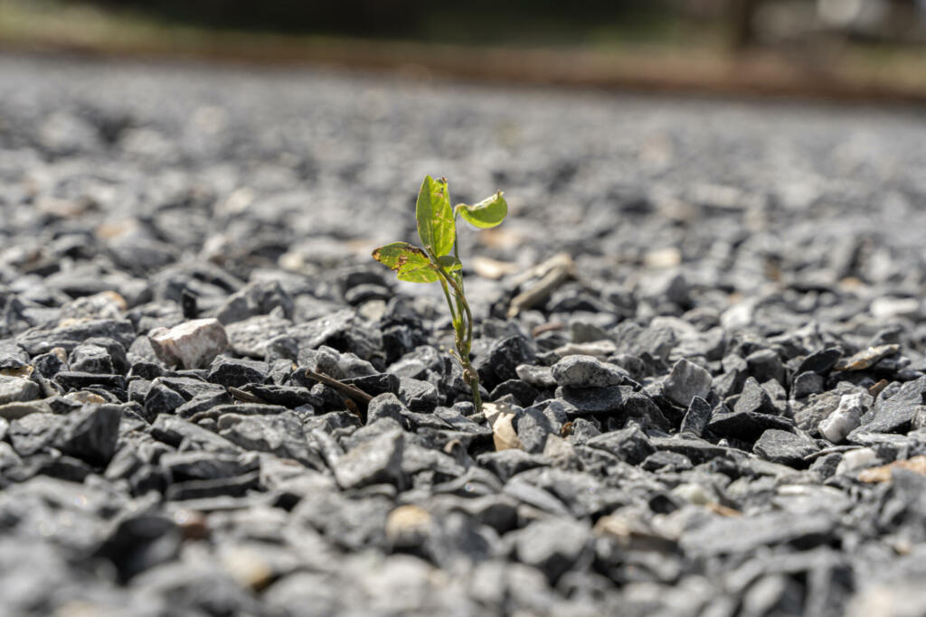 Green tree growing from gray asphalt.Small green tree broke the gray asphalt and grew out of it. close up photo of a small strong sprout breaking through a stone