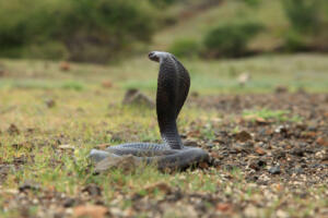 Indian black forest cobra, Naja naja, Gujarat, India