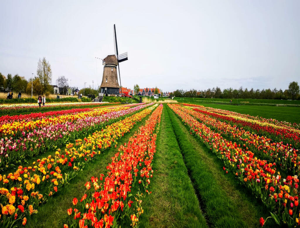 Keukenhof (English: "Kitchen garder), also known as the Garden of Europe, is one of the world's largest flower gardens, situated in the municipality of Lisse, in the Netherlands