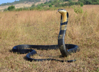 10 najbolj strupenih kač na svetu King cobra, Ophiophagus hannah is a venomous snake species of elapids endemic to jungles in Southern and Southeast Asia, goa India