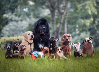 Največkrat prepovedane pasme psov na svetu Najbolj pogosto prepovedane pasme psov na svetu