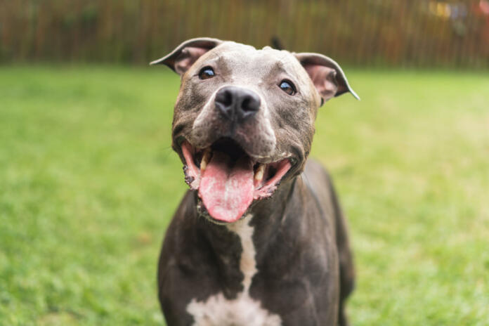 Pit bull dog playing and having fun in the park. Green grass, wooden stakes around. Selective focus.