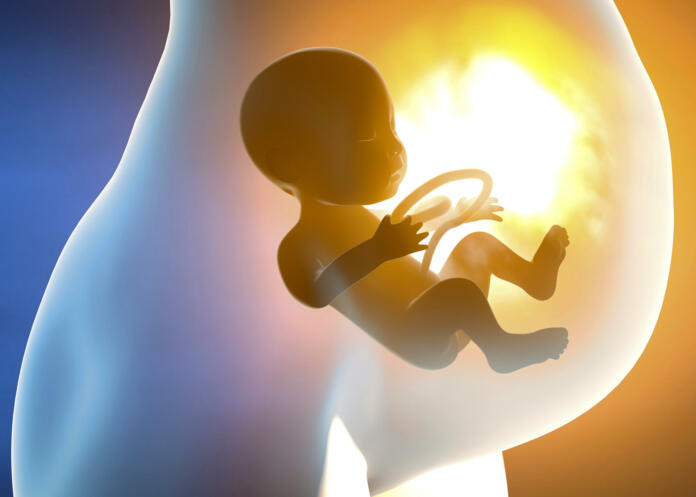 Pregnant woman and child in the womb. Belly section and fetal growth