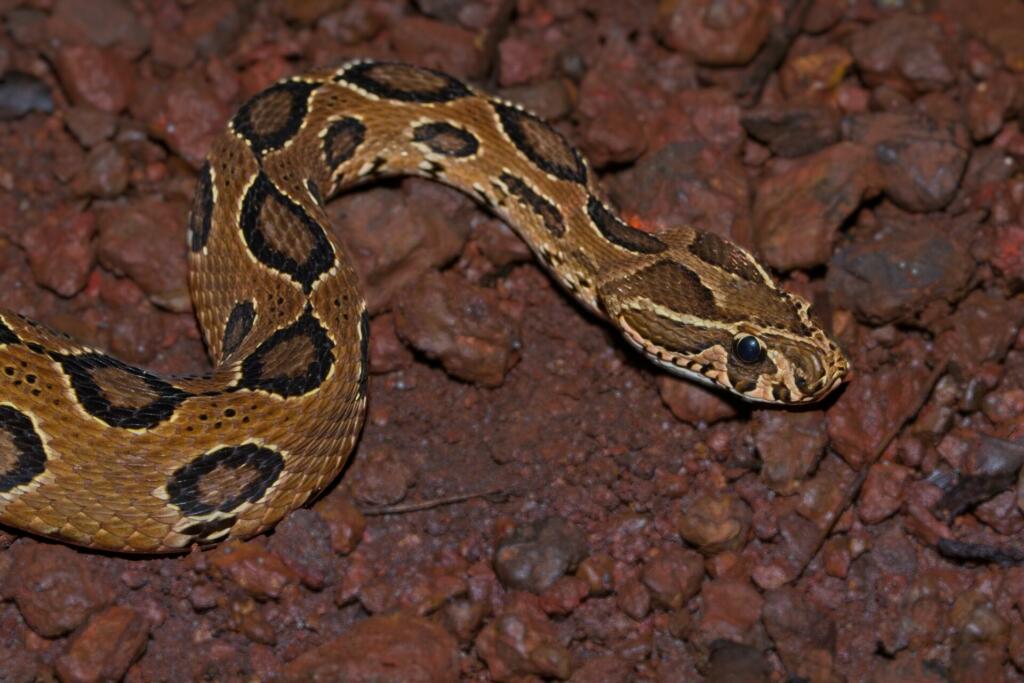 Ressull's viper is one of the Big4 snakes in. india in terms of venom. It is extremely venomous. Russell's viper (Daboia russelii) is a species of venomous snake in the family Viperidae of venomous Old World vipers. It is found in Asia throughout the Indian subcontinent, much of Southeast Asia, southern China and Taiwan. The species is named for Patrick Russell (1726–1805), a Scottish herpetologist who first described many of India's snakes, and the name of the genus is from the Hindi word meaning "that lies hid", or "the lurker".