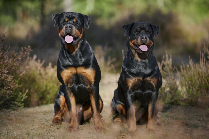 Rottweiler Outdoors in forest and woodland