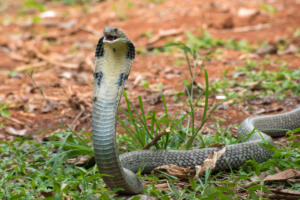 The king cobra (Ophiophagus hannah), also known as the hamadryad, is a venomous snake species in the family Elapidae, endemic to forests from India through Southeast Asia.