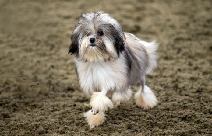 The Löwchen also known as the Little Lion Dog