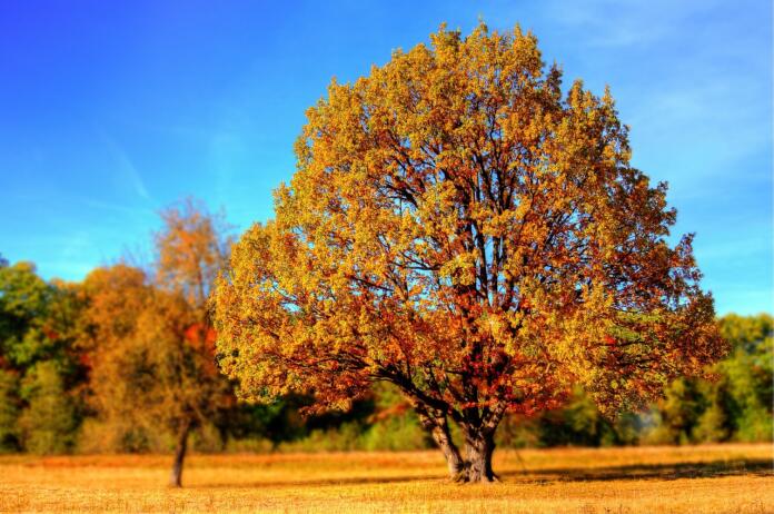 tree, park, autumn