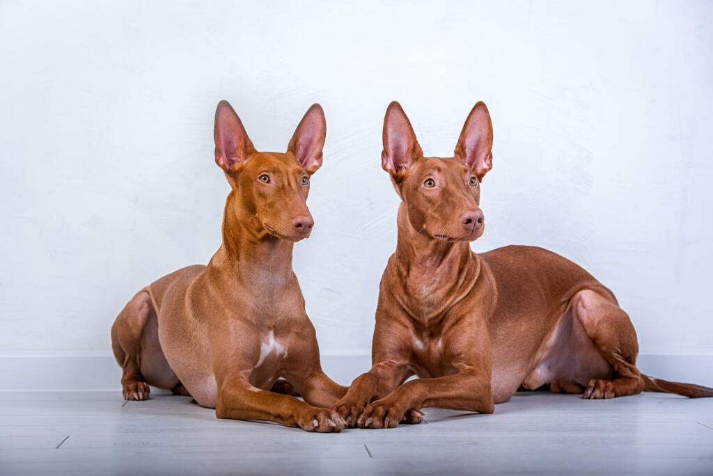 two pharaoh hound lies portrait against the background of a white wall