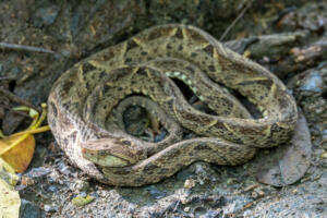 Very danger and deadly venomous snake Terciopelo (Bothrops asper), in National Park Carara, Costa Rica wildlife.