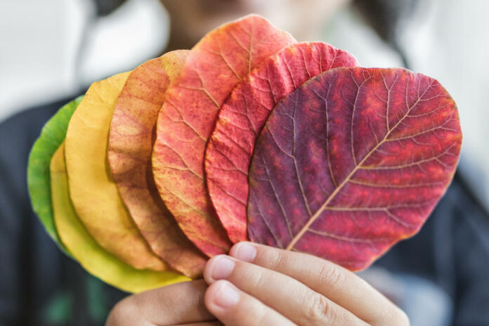 Young child holding a selection of colorful leaves