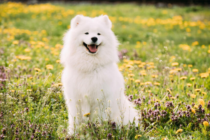 Young Happy Smiling White Samoyed Dog Or Bjelkier, Smiley, Sammy Sitting Outdoor In Green Spring Meadow With Yellow Flowers. Playful Pet Outdoors.