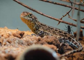 Bitju, ki naj bi izumrlo pred 50 leti, bo pomagalo podjetje, ki oživlja mamuta in ptico dodo Mali kuščar, ki ga niso videli od leta 1969
