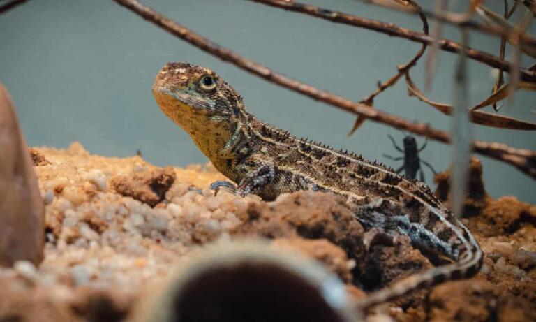 Bitju, ki naj bi izumrlo pred 50 leti, bo pomagalo podjetje, ki oživlja mamuta in ptico dodo
