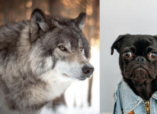 Pes ali volk, kdo je pametnejši? Volkovi ali psi, kdo je pametnejši