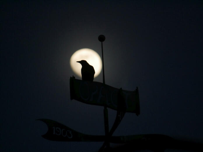 A silhouette of a crow perched on a sign board against the backdrop of the full moon.