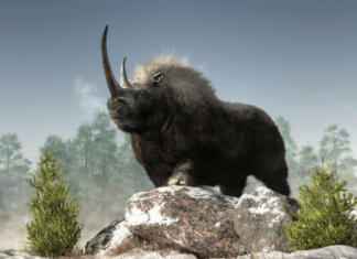 Znanstvenikom uspela rekonstrukcijo genov dlakavega nosoroga, s pomočjo iztrebkov A woolly rhino stands atop some snow covered rocks in a wintry ice age scene. The dark fur covered, ice age beast is a massive creature with a great curved horn and a strong build. 3D Rendering
