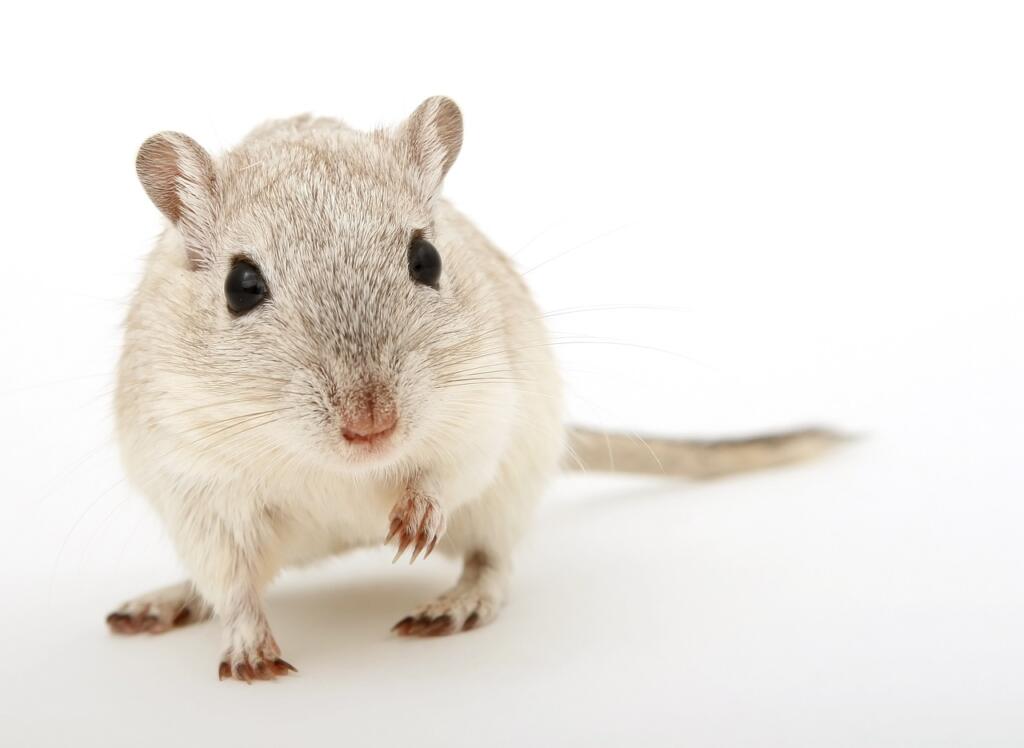 animal, attractive, beautiful
