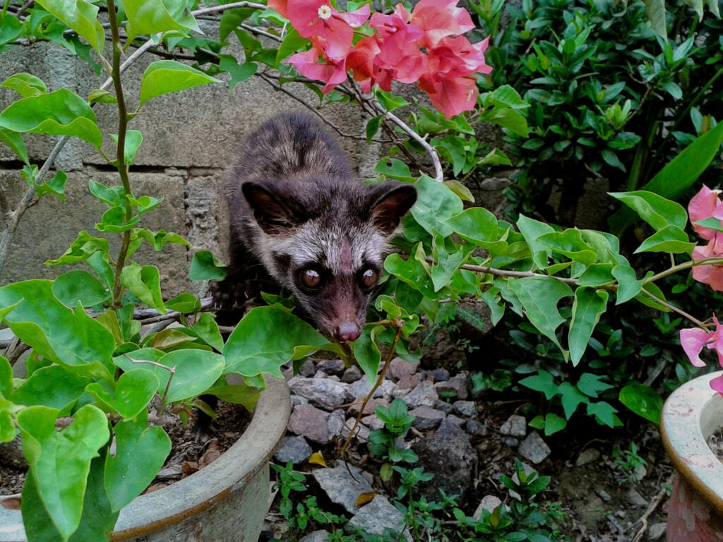 Asian palm civet